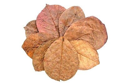 catappa_leaves